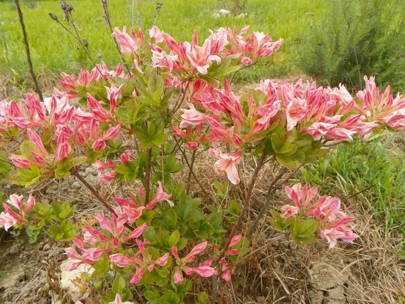 azalea Chanel - z-Dobarland 2017
