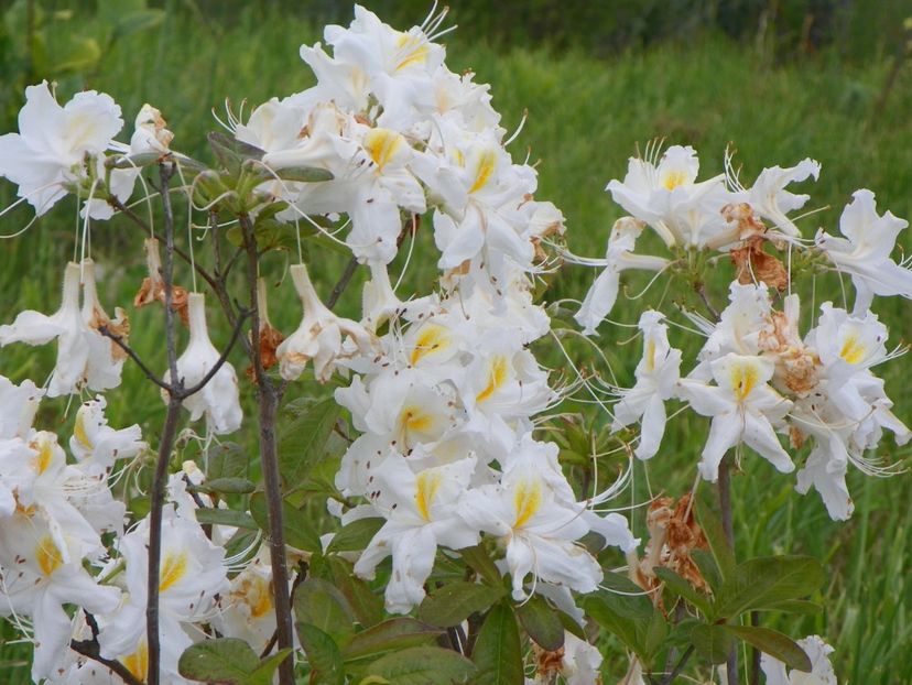 azalea Schneegold - z-Dobarland 2017
