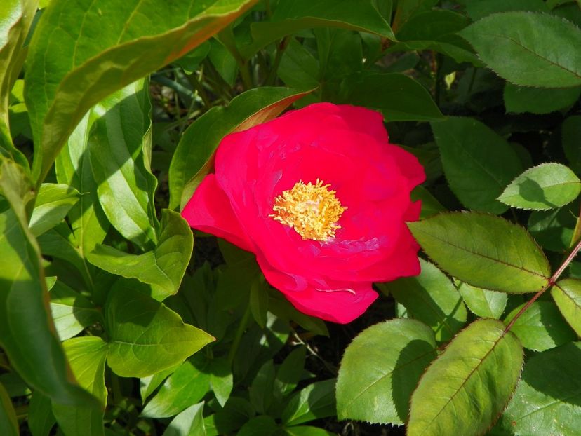 Paula Fay - Bujori 2017