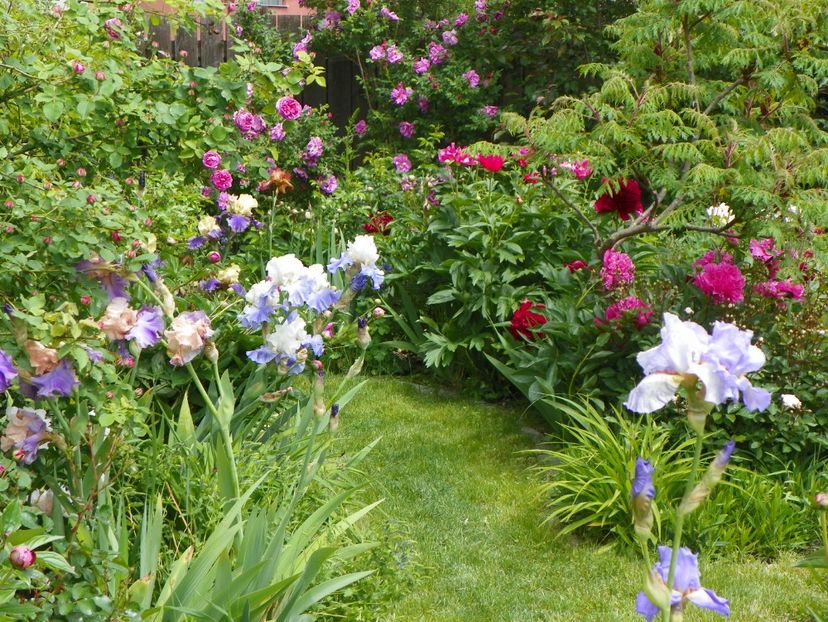 31 mai (42) - Primavara 2017