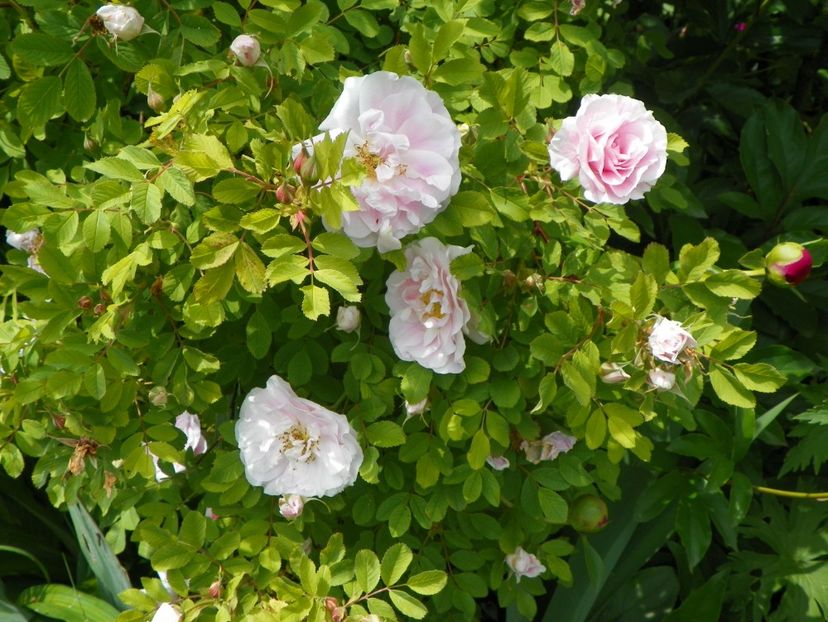 Martin Frobisher - Trandafiri 2017-1