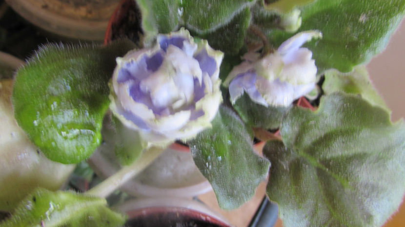 Le Flior - Violete
