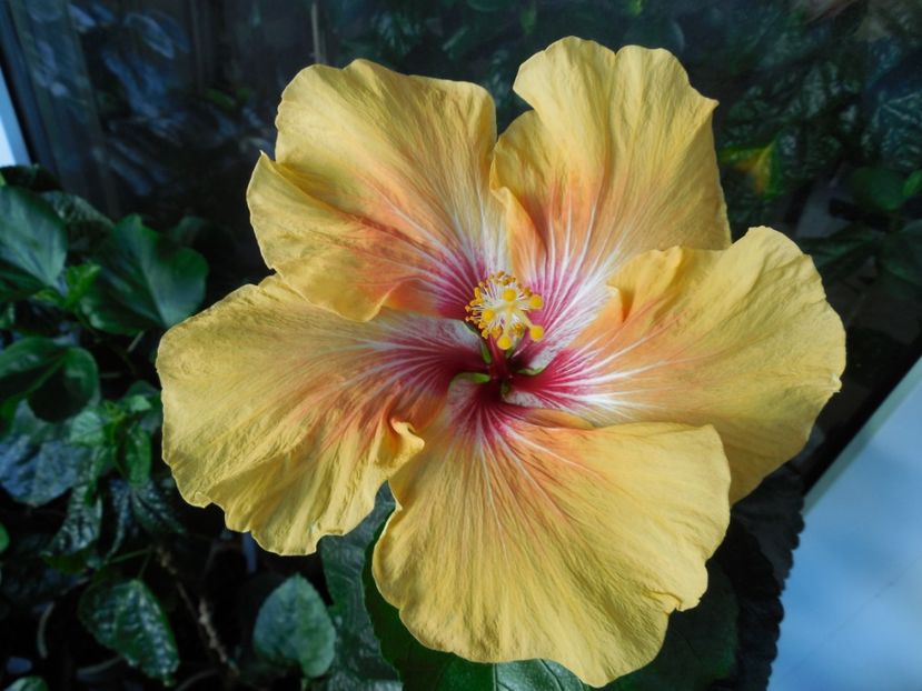  - Tahitian Arcturus Queen