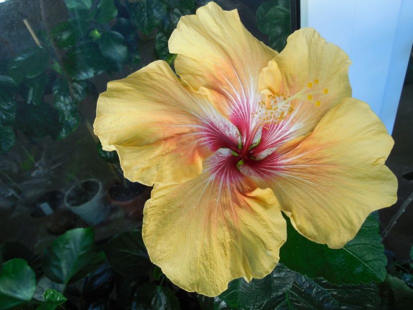  - Tahitian Arcturus Queen