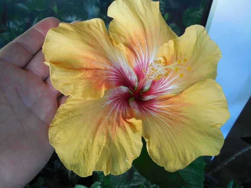  - Tahitian Arcturus Queen