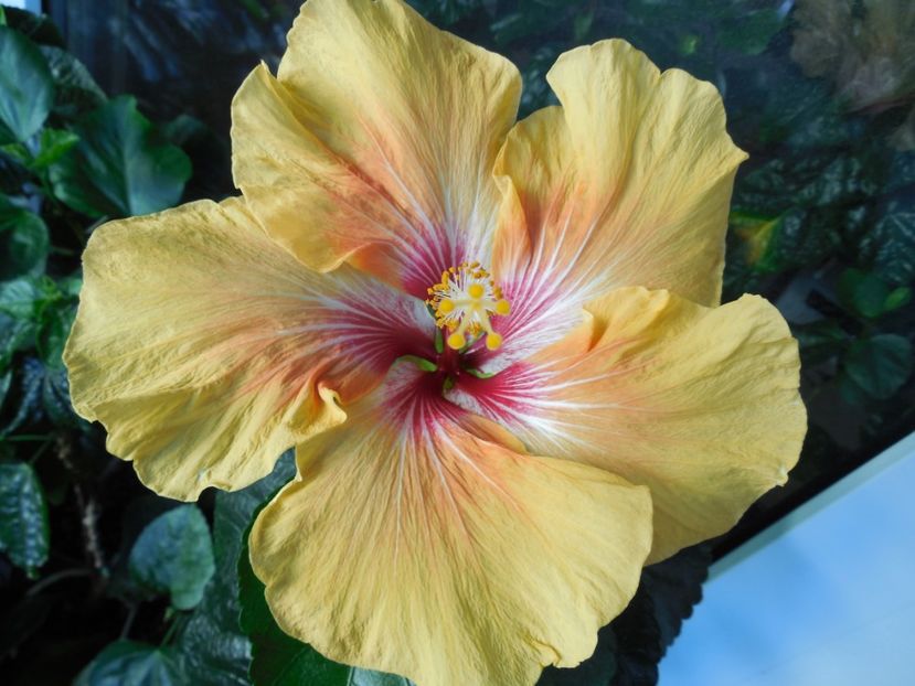  - Tahitian Arcturus Queen