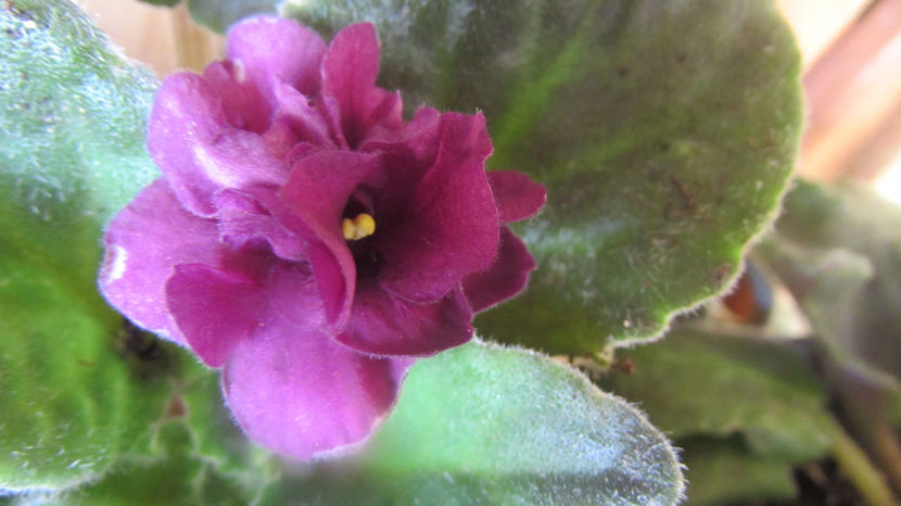  - Violete