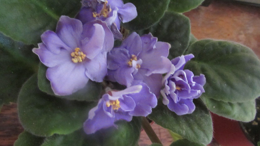 Blue Dragon - Violete