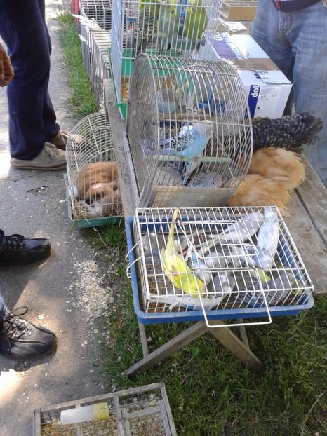 Fotografie0236 - 21---targ zrenjanin serbia 28 05 2017