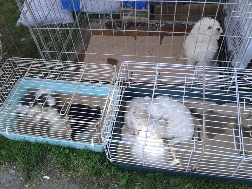 Fotografie0239 - 21---targ zrenjanin serbia 28 05 2017