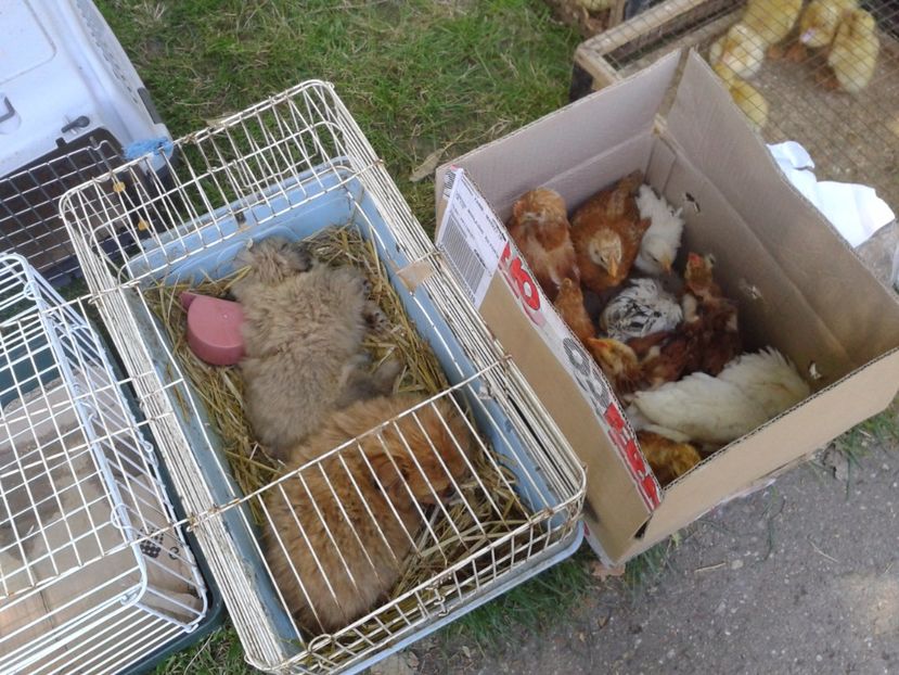 Fotografie0240 - 21---targ zrenjanin serbia 28 05 2017