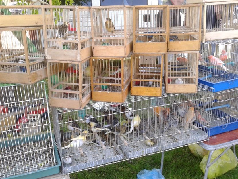 Fotografie0244 - 21---targ zrenjanin serbia 28 05 2017