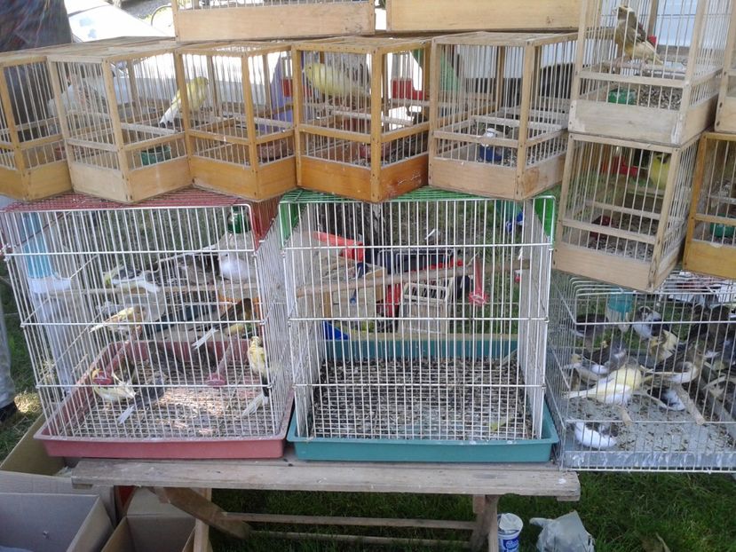 Fotografie0245 - 21---targ zrenjanin serbia 28 05 2017