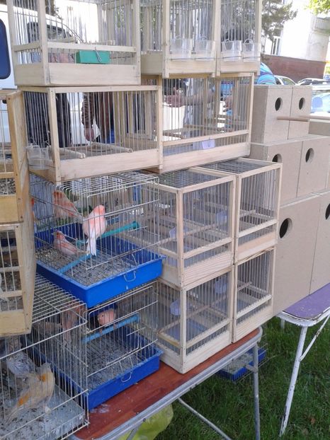 Fotografie0246 - 21---targ zrenjanin serbia 28 05 2017