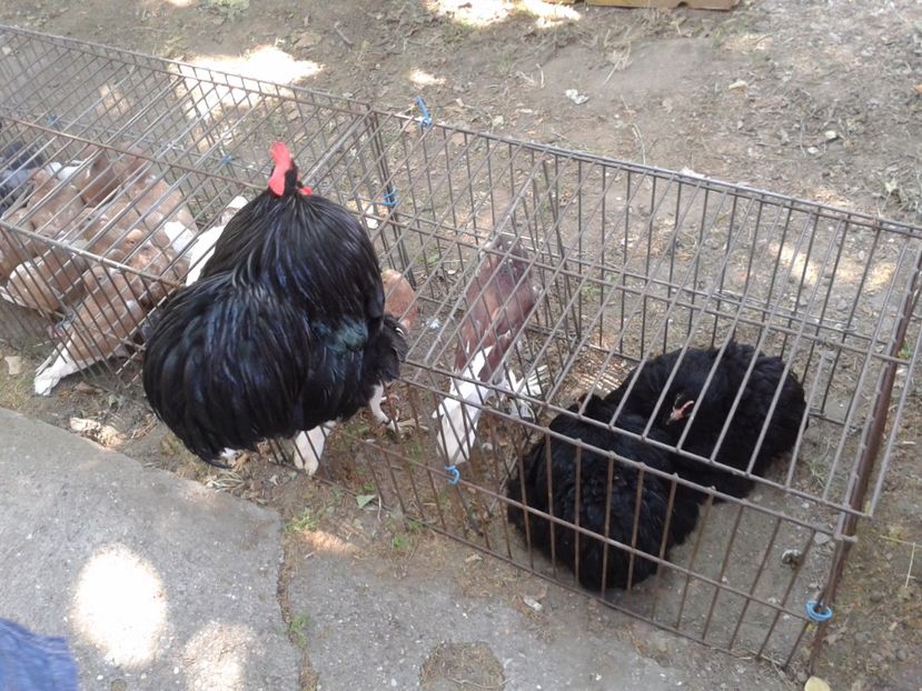 Fotografie0259 - 21---targ zrenjanin serbia 28 05 2017