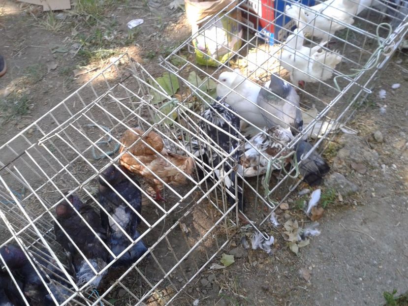 Fotografie0260 - 21---targ zrenjanin serbia 28 05 2017