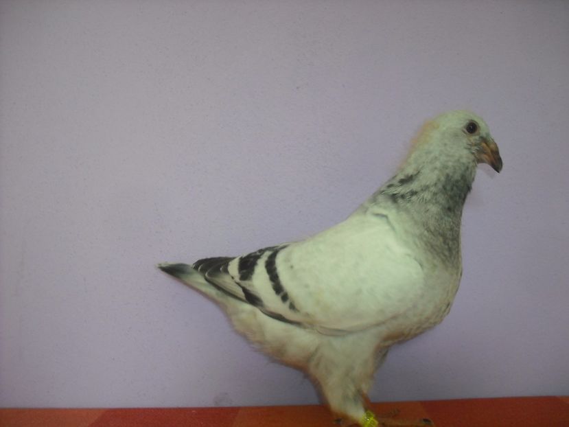 6866-17 - Tineret 2017