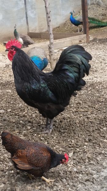  - Australorp