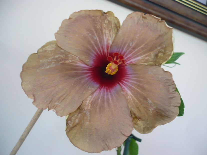 P1320799 - HIBISCUSI 2017-1
