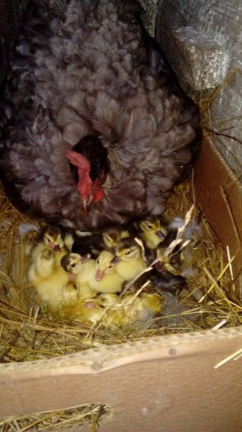  - Boboci rata leseasca 2017