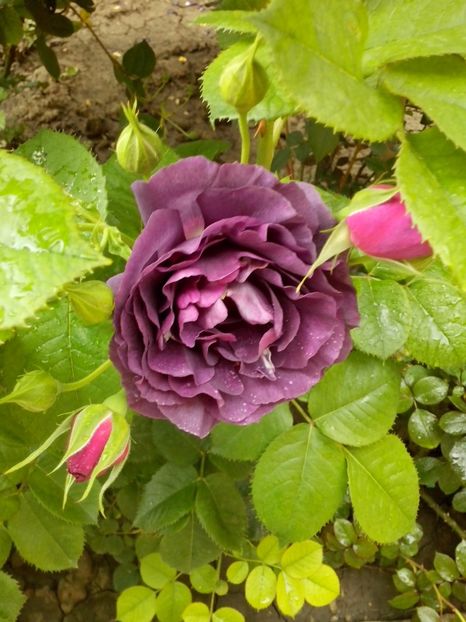 minerva - 0 TRANDAFIRI 2017