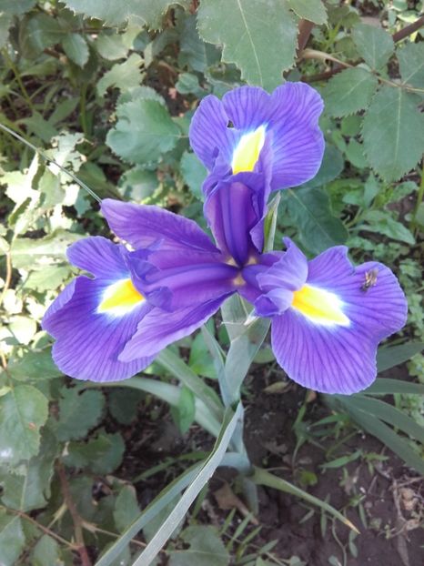  - ALTE FLORI