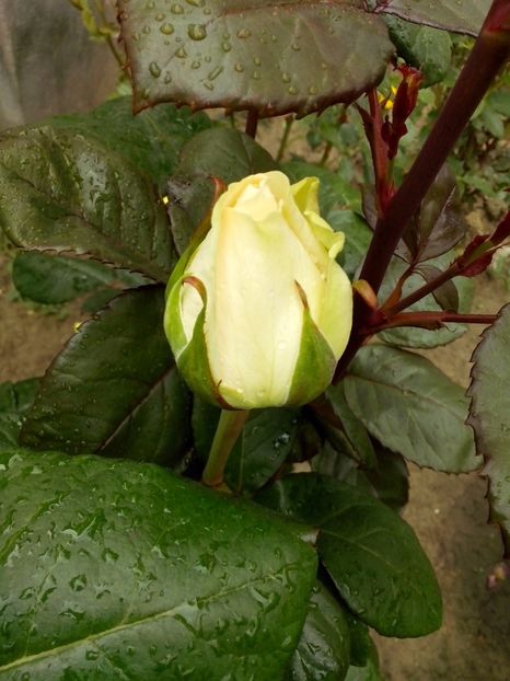 mythos - 0 TRANDAFIRI 2017