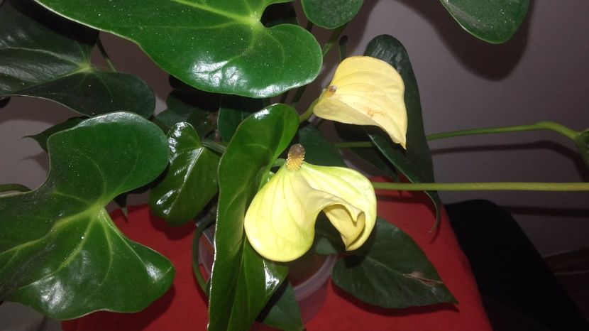 20170601_142325[1] - Anthurium