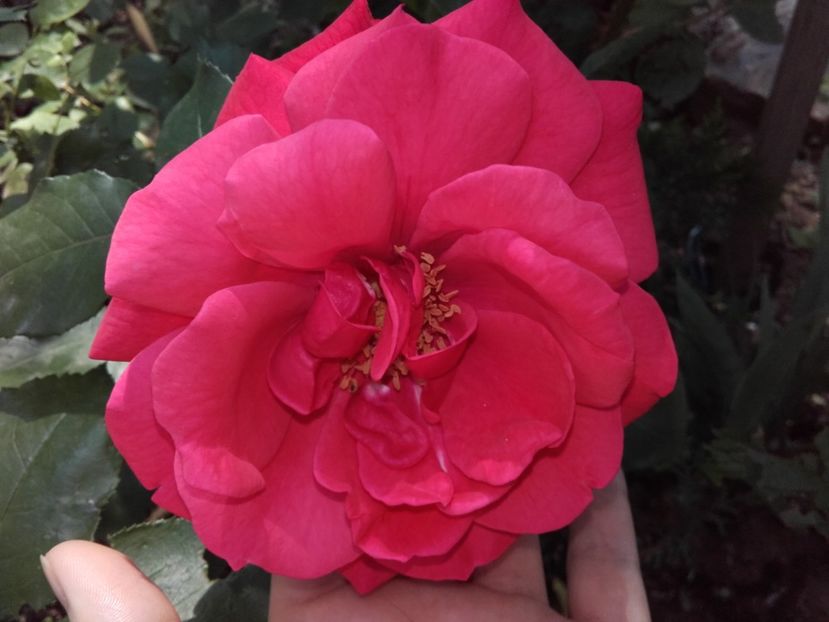 parfumat - 60-trandafir de parc