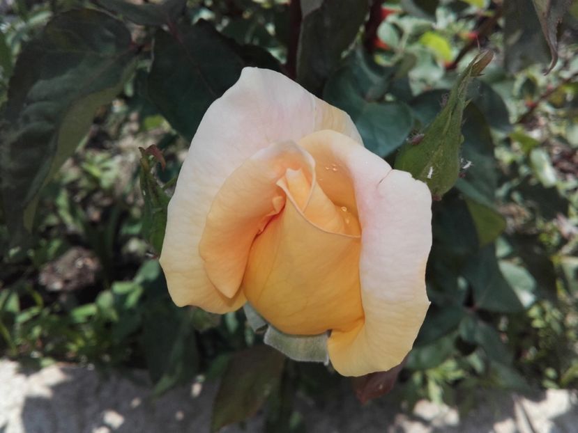  - 54-posibil Casanova