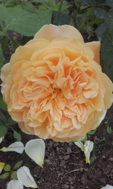  - CROWN PRINCESS MARGARETH David Austin 3