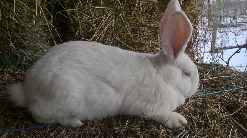  - a1-femela hycole alba