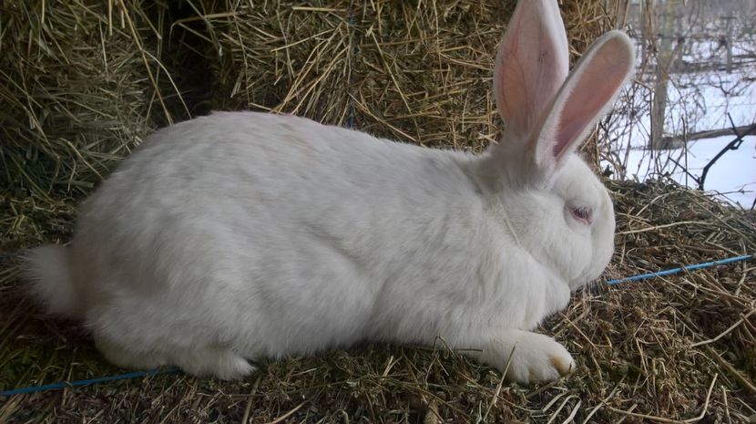  - a1-femela hycole alba