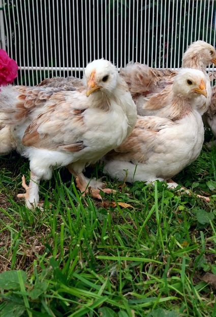 138 Tatae84 - Faverolles Somon