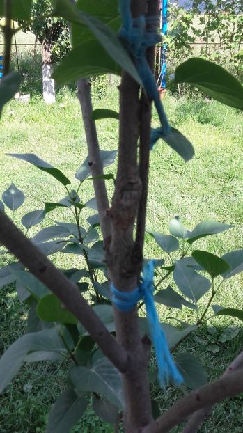 Liliac 2 in 1 Alb , Mov - Pomi Altoiti