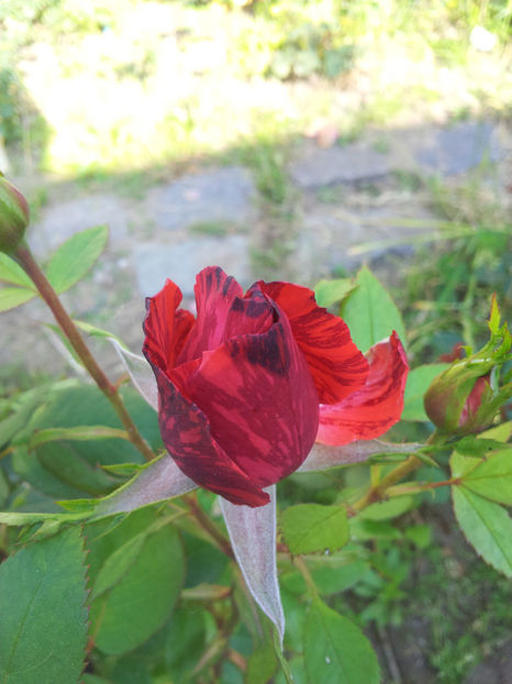  - Red Intuition 2