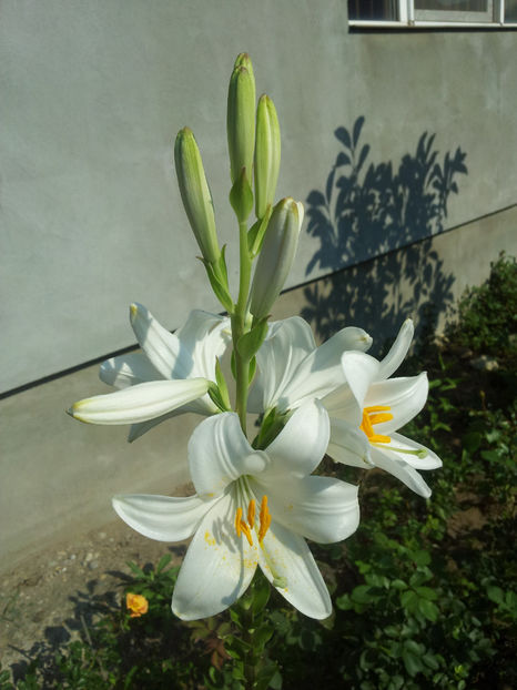  - Primavara - Vara 2017