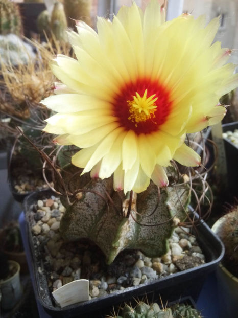Astrophytum-capricone - 2017