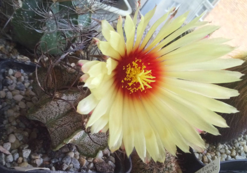 Astrophytum-capricone1 - 2017