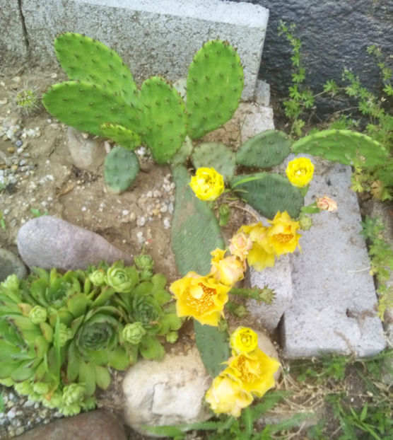 Opuntia-humifusa - 2017
