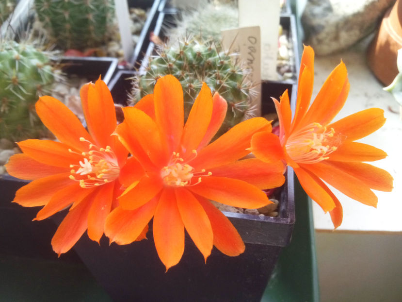 Rebutia-cajasensis - 2017