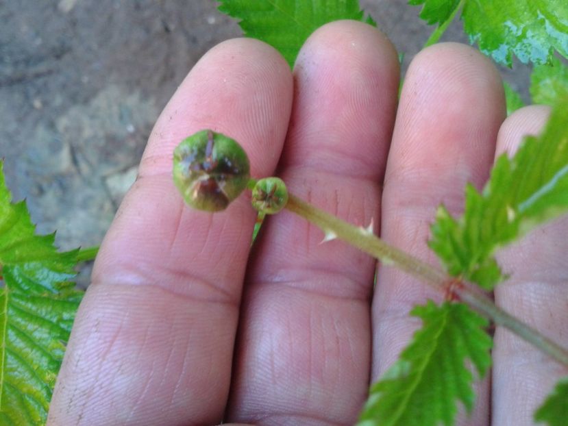 Fotografie0321 - 0 0 Arbusti fructiferi 2017-2018