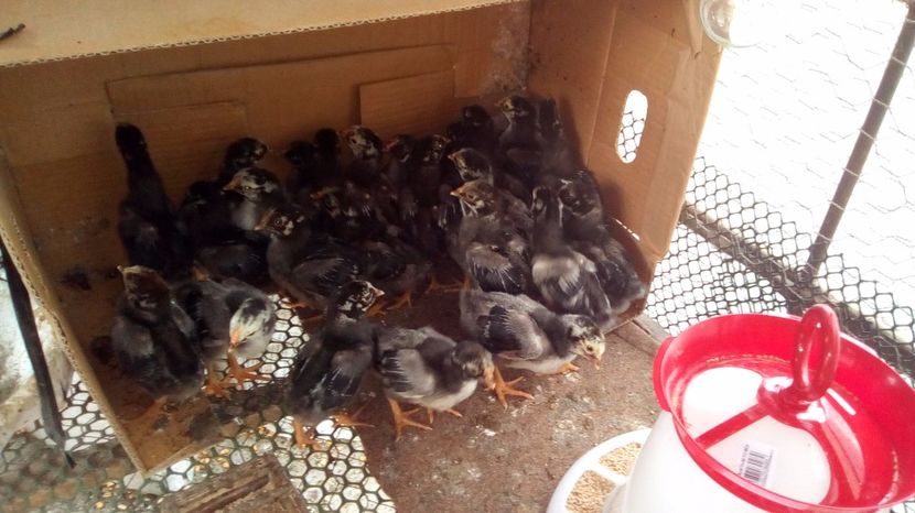  - Wiandotte argintiu