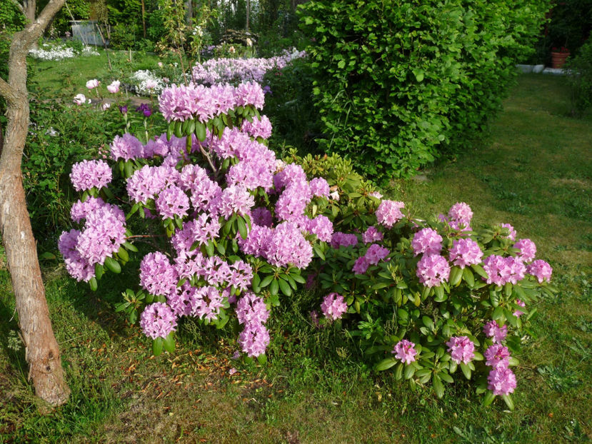 tufa mare mov ca. 20 ani - Azalee si Rhododendroni