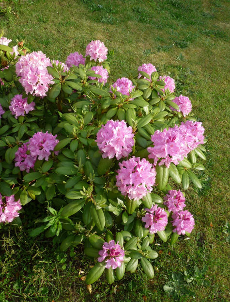 8-10 ani, 60x80 cm - Azalee si Rhododendroni