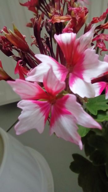 P_20170601_ - Muscate