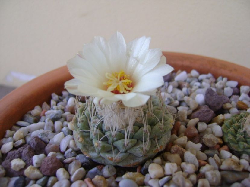 Strombocactus disciformis - Cactusi 2017 bis