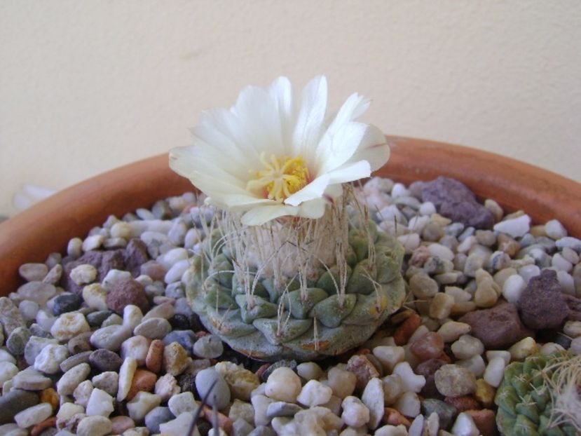 Strombocactus disciformis - Cactusi 2017 bis