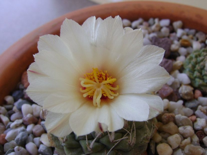 Strombocactus disciformis - Cactusi 2017 bis