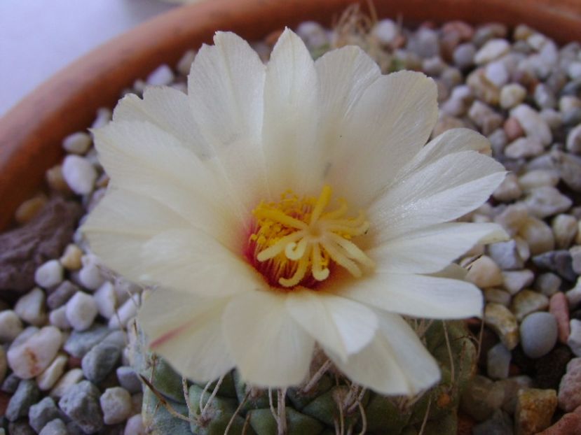 Strombocactus disciformis - Cactusi 2017 bis